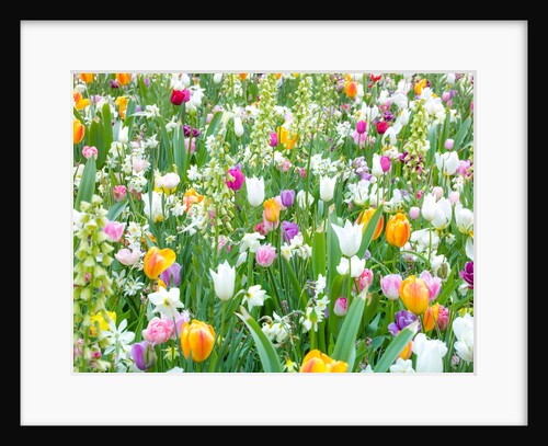 Colorful Tulip flowers by Assaf Frank